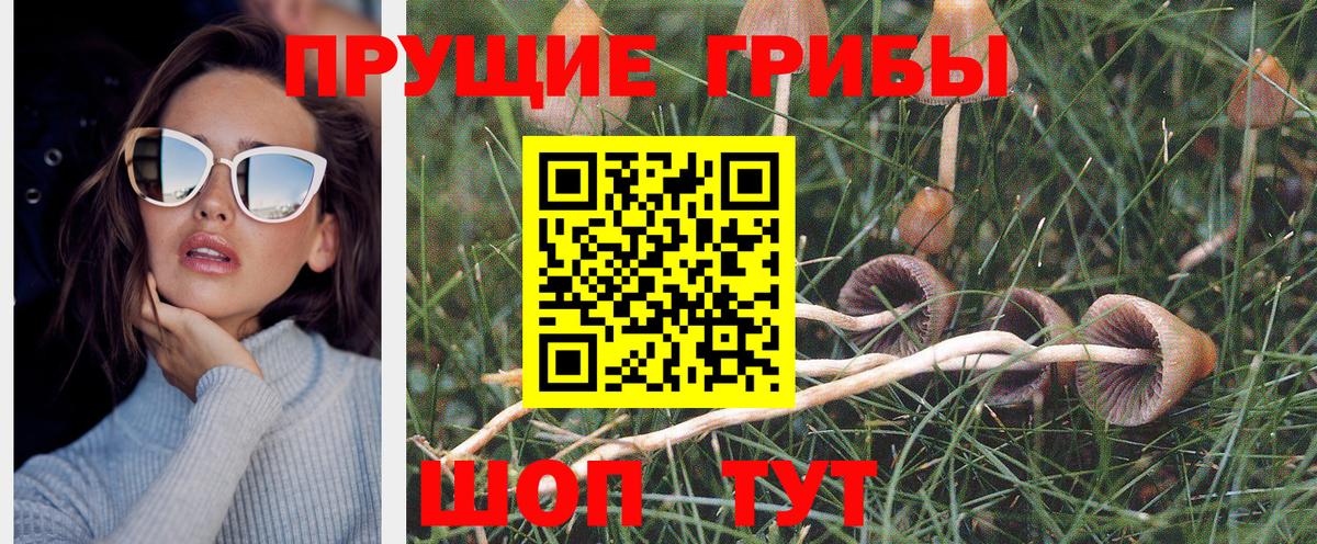 Псилоцибиновые грибы MAGIC MUSHROOMS  Вход с VPN  цены наркотик  Лесосибирск 